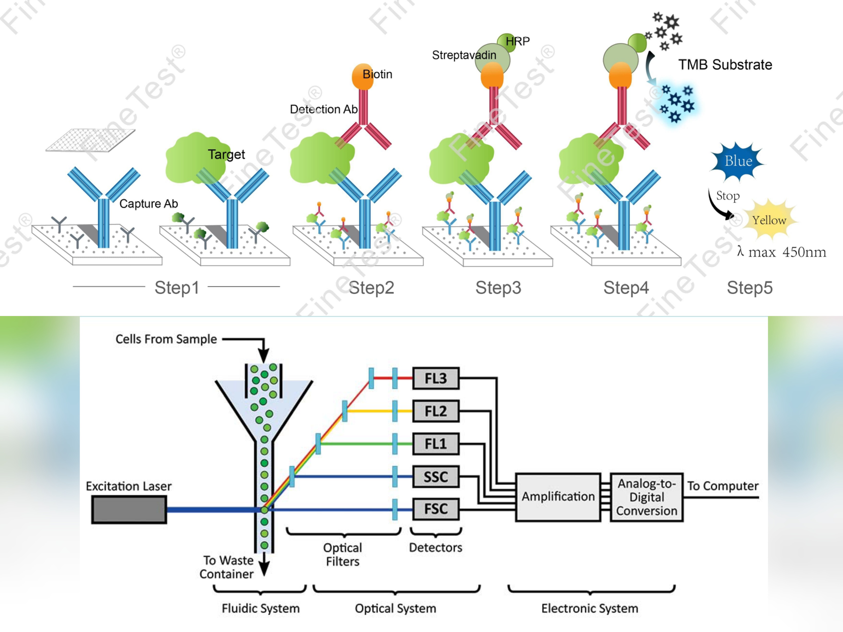 Flow Cytometry
