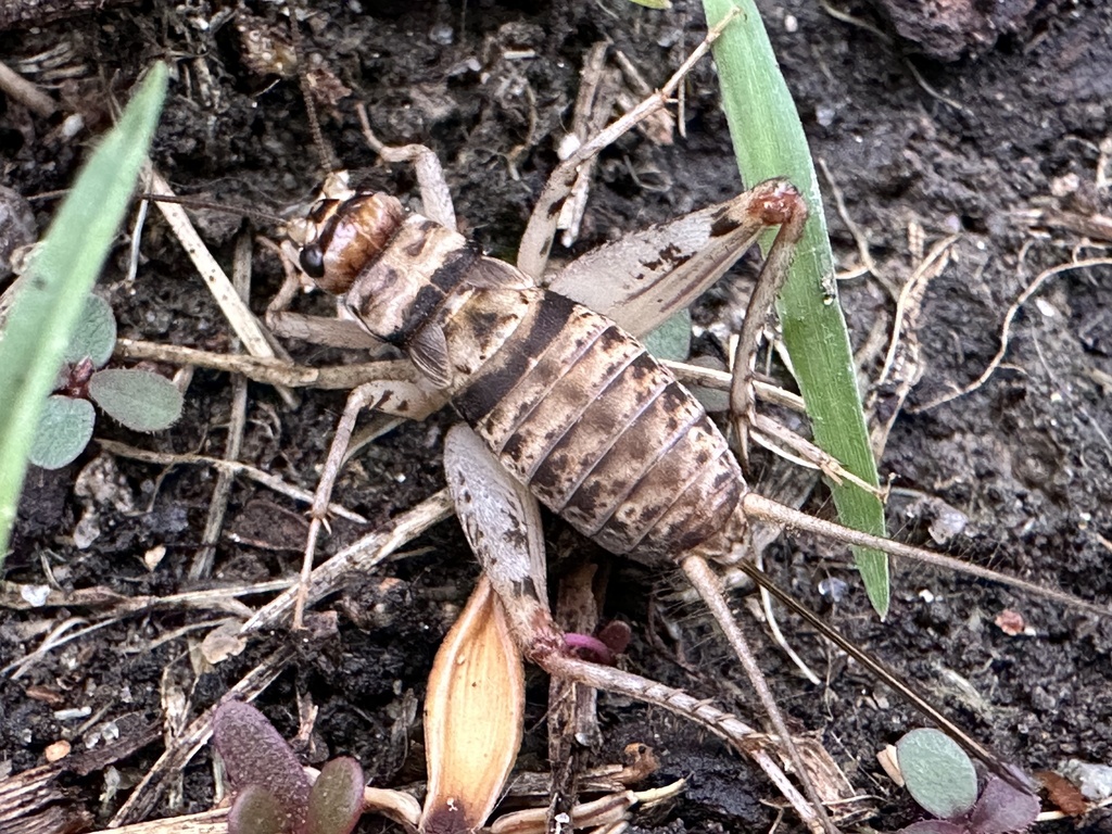 Evolutionary Ecology Laboratory