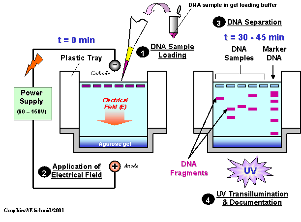 Gel Electrophoresis