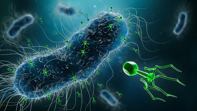 Phage-Bacteria Infection