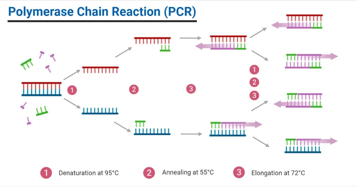 PCR Thermocycler