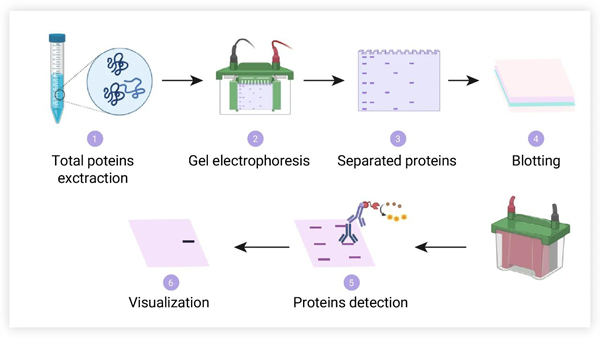 SDS-PAGE Western Blot